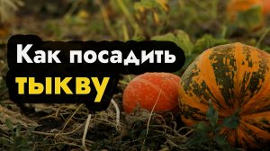 Как посадить тыкву - посадка садим тыкву в открытый грунт рассадой, как вырастить тыкву