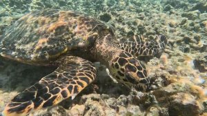 КРАСИВЫЙ ПОДВОДНЫЙ МИР НА МАЛЬДИВАХ, ТОДДУ, МОРСКИЕ ЧЕ