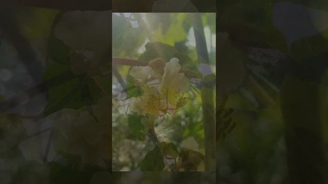 Киви зацвел 24.05.2025 г.