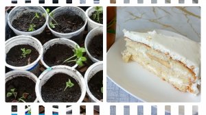 Шок,гибнит рассада.Что делать?Пеку бисквит.
