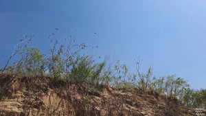 Самара. Остров Зелёненький (06.07.2024)