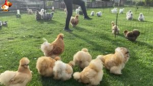 Идеальное птицеводство достойно восхищения 🐓🦆🦢🦚🦃🐔 эпизод (230)