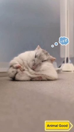 #собаки #кошки #приколы 34