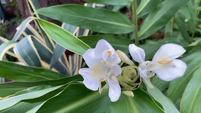 #Сочи. #Мамайка. #СанаторийОктябрьский4*  в ноябре, 2024 смотреть онлайн