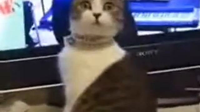 Котик испугался   Смешное видео
