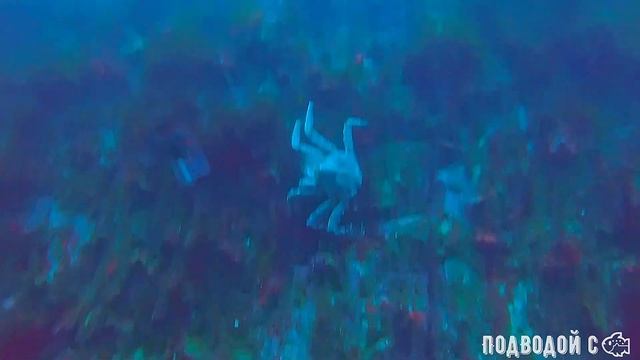 Дальние Зеленцы. Морская жизнь в холодных водах у остр