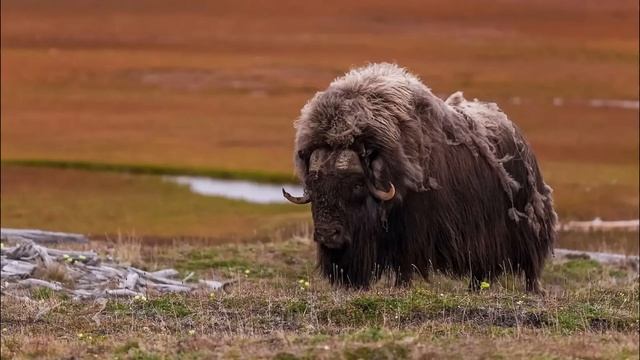 Гренландия: Тайны самого большого острова в мире