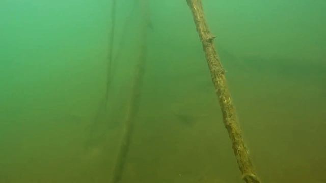 Дайвинг в Ленинградской обл. Озеро Длинное. Аквариумы, смотреть онлайн