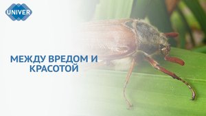 КАК ЗАЩИТИТЬСЯ ОТ НАШЕСТВИЯ МАЙСКИХ ЖУКОВ?