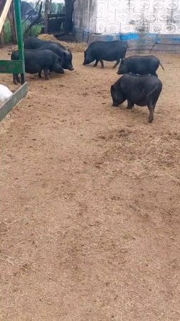 Провокатор 🐷