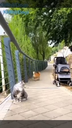 Авторитетного кота все собаки обходят стороной😰😂 ( видео про кошек и собак )