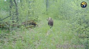 Фотоловушка медведи  Заповедник Нургуш