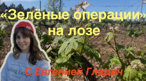 Обломка винограда: Зачем обламывать свои собственные кусты винограда?