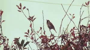 Vasilisa and Baba Yaga — Горе, моё горе (slowed & reverb)