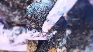 Экологическая катастрофа на побережье Краснодарског?