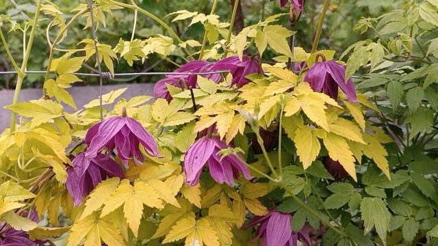 #доминичкин_сад #клематис #княжики Luminous Dusk смотреть онлайн