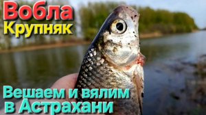 🔥100 кг. ВОБЛЫ-КРУПНЯК🔥 связали и повесили на обсушку на Волге!! Астрахань-2025 !!!
