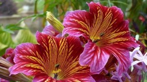 ИЮНЬ--РЫБЫ(таро)