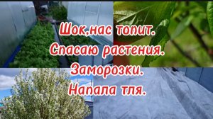 25-05-2025Шок,нас топит.Спасаю растения.Заморозки.Напала тля.
