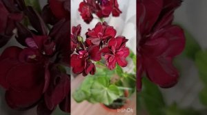 Пеларгония плющелистная.