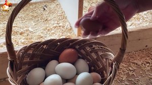 Идеальное птицеводство достойно восхищения 🐓🦆🦢🦚🦃🐔 эпизод (229)