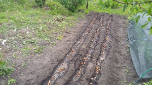 23.5.24г. Сажаю ЛУК без ЗАМОРОЧЕК!!!