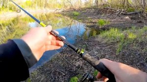 РЫБАЛКА НА СПИННИНГ С БЕРЕГА В КРАСИВОМ ЛЕСНОМ ОЗЕРЕ! ?