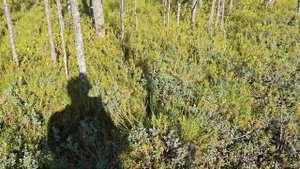 2024 08 13 Вокруг Пендиковского озера