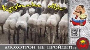 🔥✅ Овца ты курдючная!_ Мошенники, аферисты. (Автор - Богдан Тарасович)