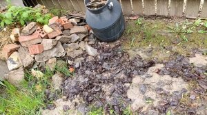 Результаты посадки золотистой смородины осенью черенком и ЗКС.mp4