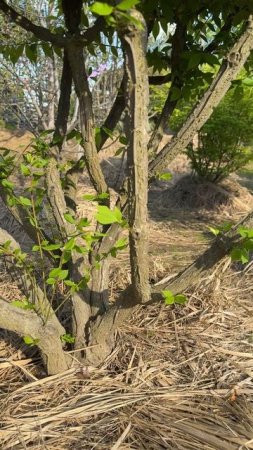 Преимущества Бересклета крылатого Компактус: Почему Именно Green Space?