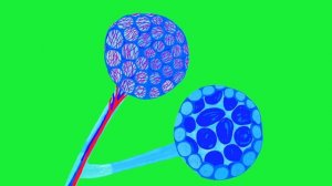 Программа «Доктор Малышкина» для канала «Карусель»