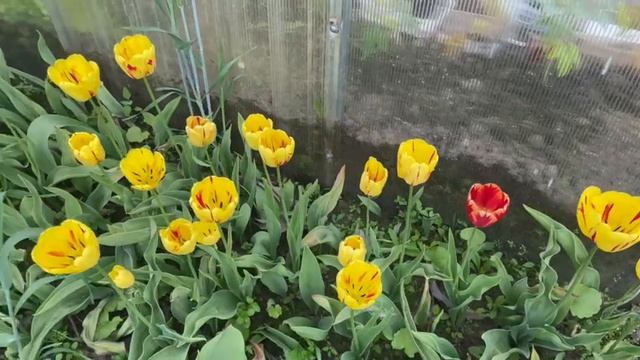 Красивая грядка тюльпанов