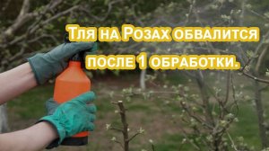 ТЛЯ с РОЗ осыпится если внести эту обработку на розы. Универсальный способ   подкормка