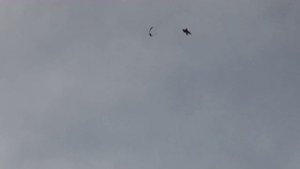 Захватывающий дух воздушный бой в российской глубинке большие птицы Air fight big bird eagle