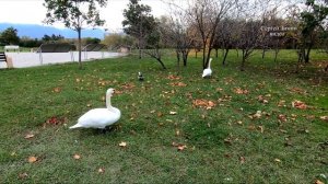 Орнитологический парк Сириус
