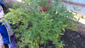 Милана и София в гостях у бабушки и дедушки