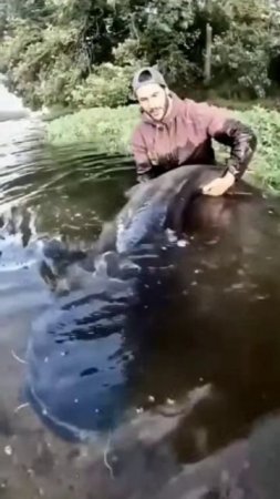 Сомик