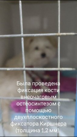 🐾 Забота о питомце: почему важно соблюдать постоперационный режим!