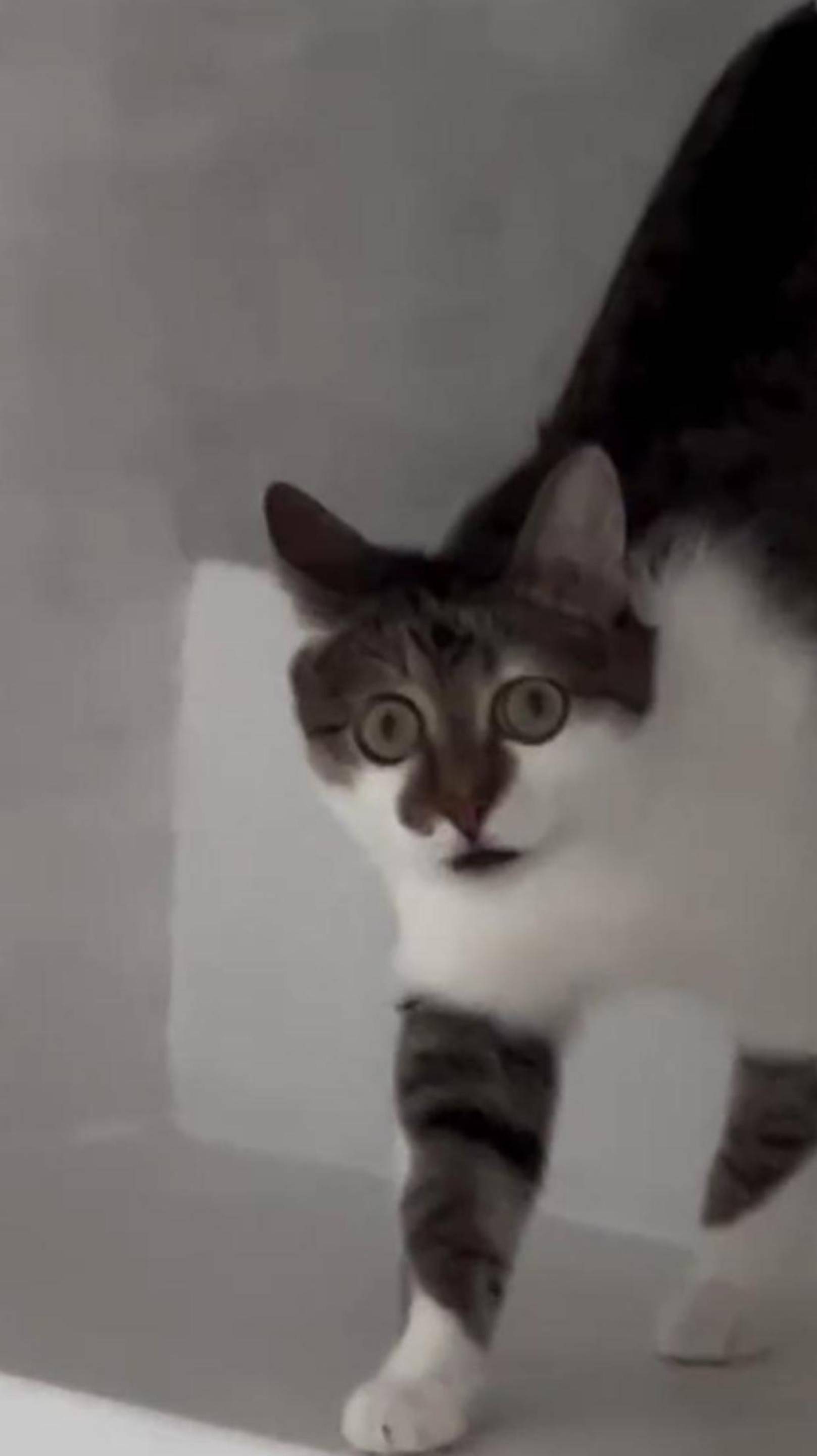 Активировать КОТА! 😎 Кот АКТИВИРОВАН! 😂 #cat #ОЗВУЧКА #юмор