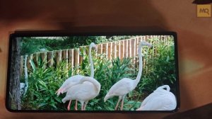 Honor Magic V2 обзор. Лучший складной смартфон на первую половину 2024