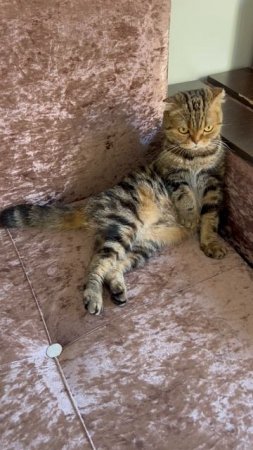 Шотландская вислоухая кошечка 🐈