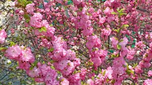 Лучегорск 11 мая 2025 год