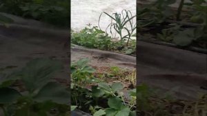 Состояние кустов клубники и ягоды на начало мая!