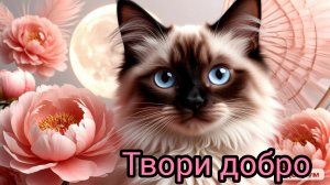 #твори добро #котёнок с улицы-приюти его❤️ #котики #музыка #клип #shorts видео автора канала