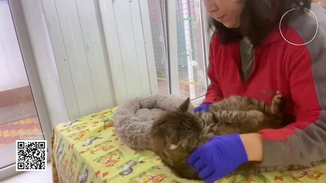 Дизайнерский мейнкун кошка-гора Ладушка пристра?