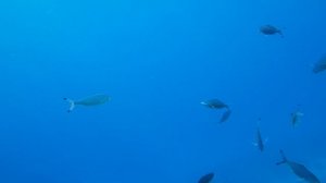 рыбы едят медузу