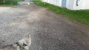 Один Антоний приплыл сюда на