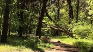 Кривой Рог. Дача, лес, водохранилище.4 мая 2025 г.