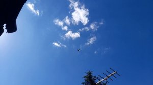 Николаевские голуби молодёжь